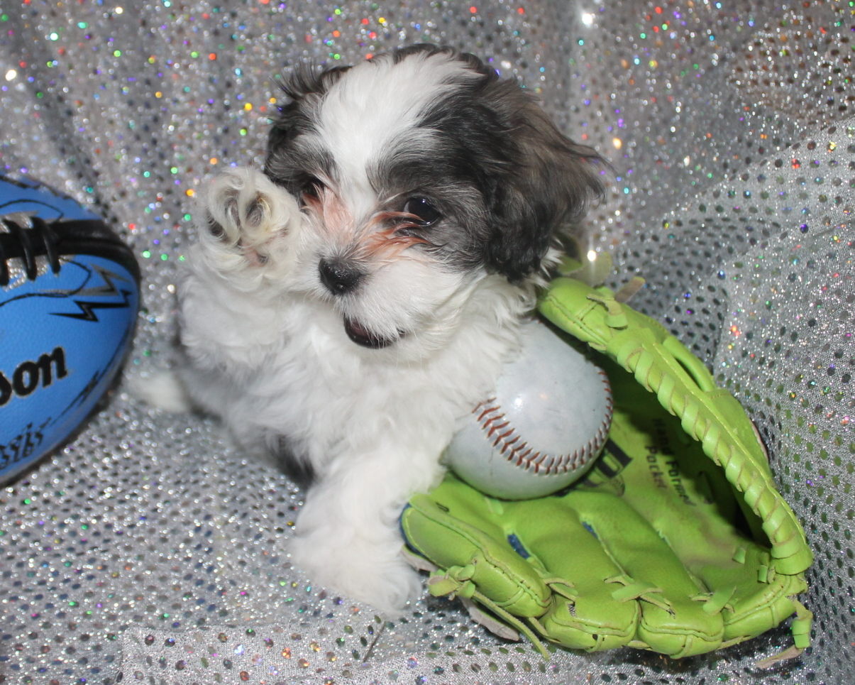 Puppy with football and baseball gear