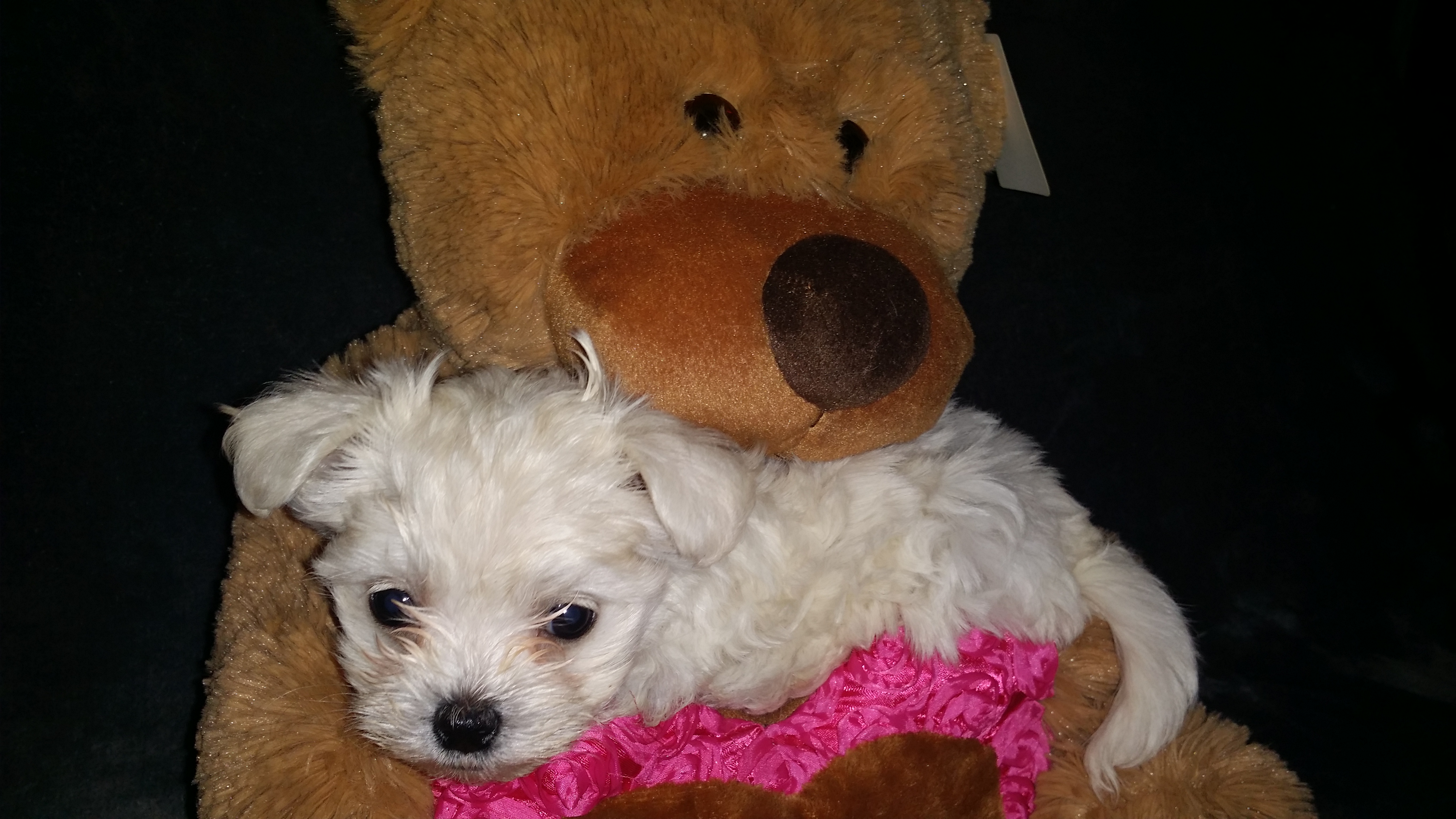 Puppy with teddy bear