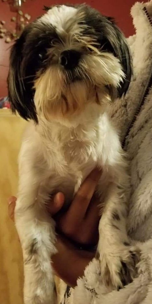 Dixie, Shih Tzu