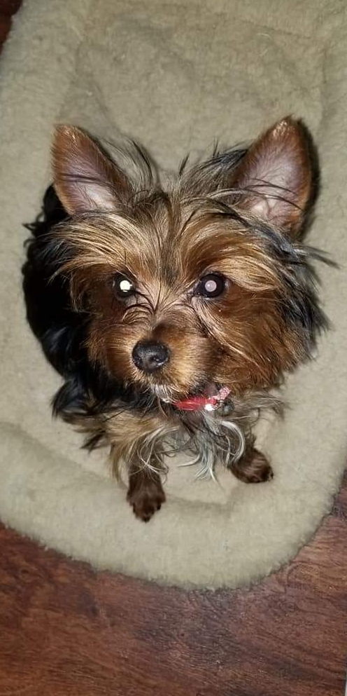 Whiskey, Yorkie